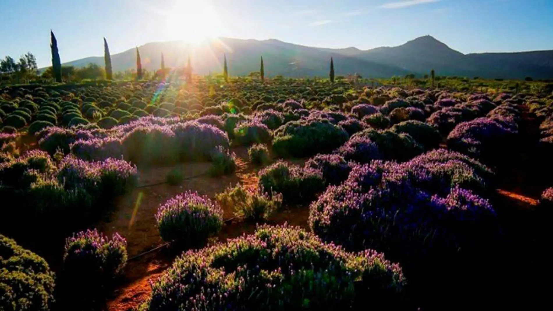 RACHO DE LAVANDA